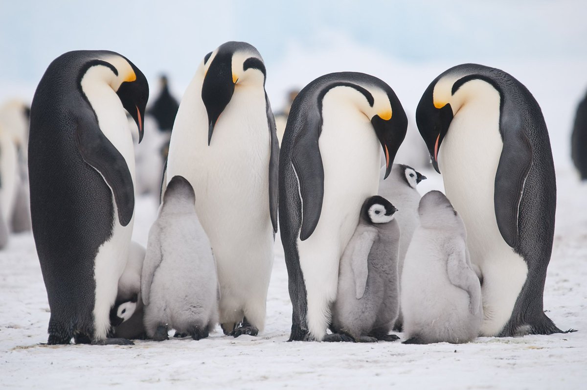 Тур «Полет на Южный полюс и в колонию императорских пингвинов через роскошный Whichaway camp»
