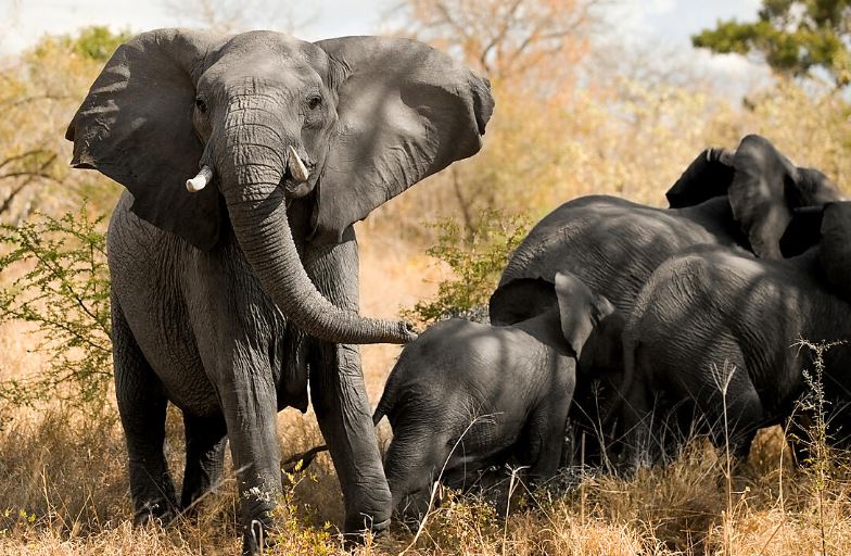 Круиз «ЮАР и восточная Африка»