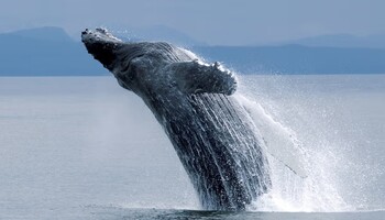 Тур «Австралия: Мельбурн - Сидней»