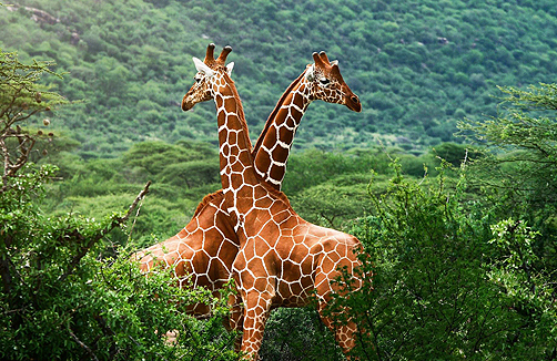 Круиз «ЮАР и восточная Африка»