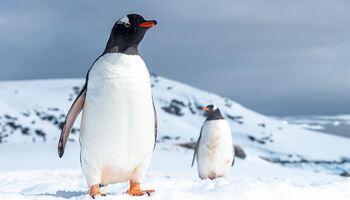 Тур «Антарктический полуостров»