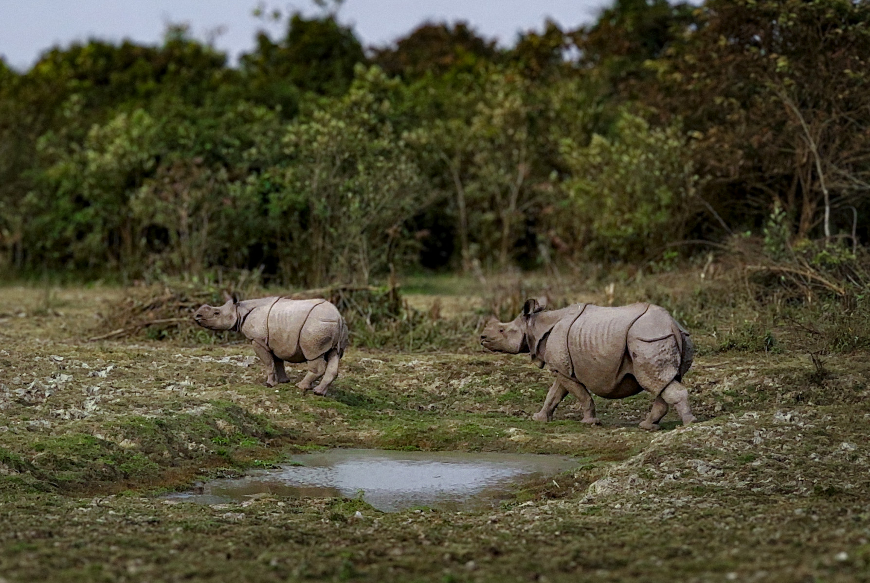 Круиз «Индия. Круиз по реке Брахмапутра - «Национальные парки и эндемики Ассама»»