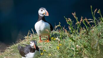 Тур «Исландская природа и традиции»