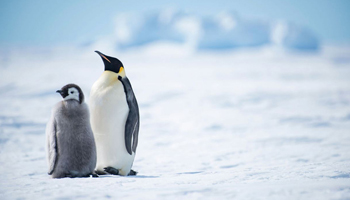 Императорские пингвины моря Беллинсгаузен