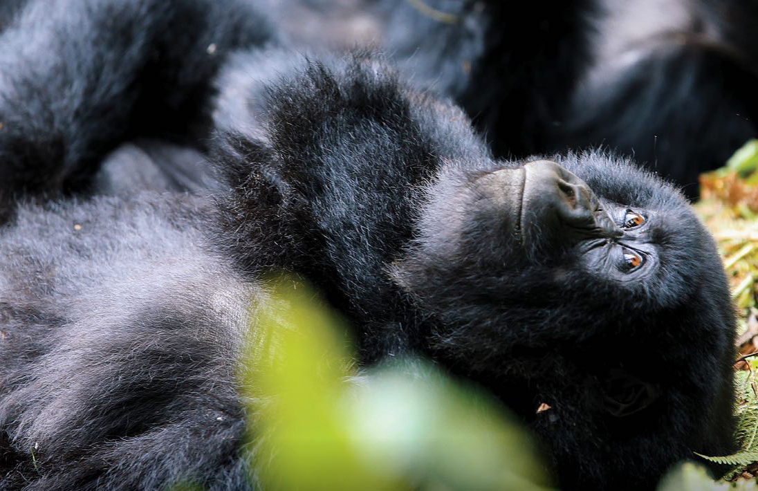 Тур «Трекинг к гориллам и золотым мартышкам в Руанде»