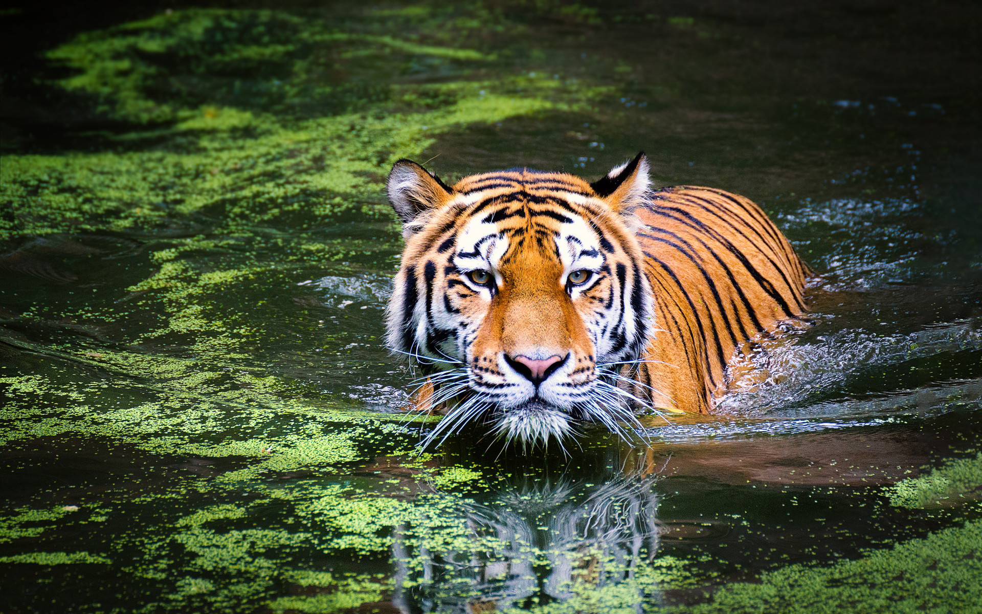 Круиз «Индия. Круиз по реке Брахмапутра - «Национальные парки и эндемики Ассама»»
