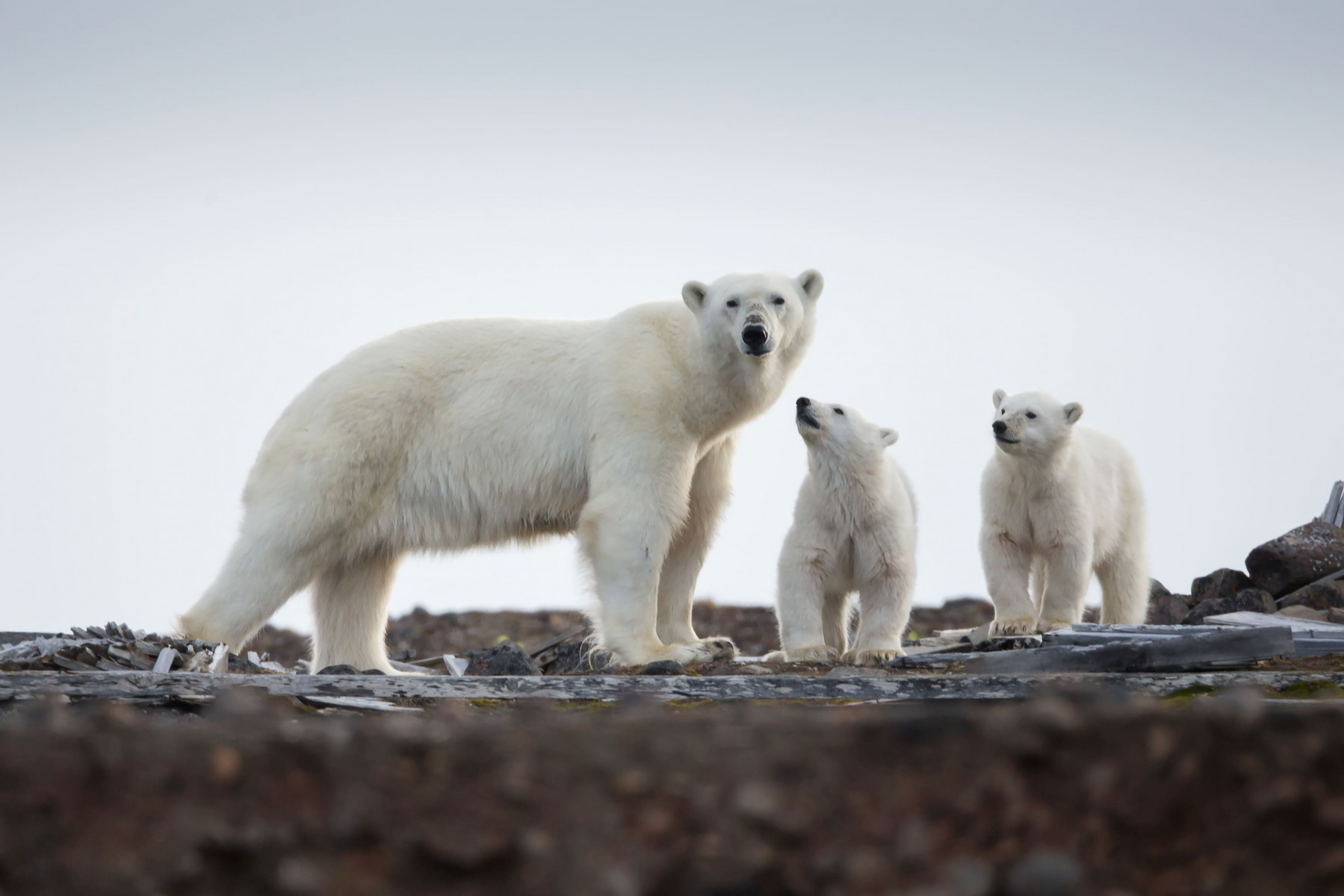 Круиз «Чукотка и остров Колючин: Земля белых медведей»
