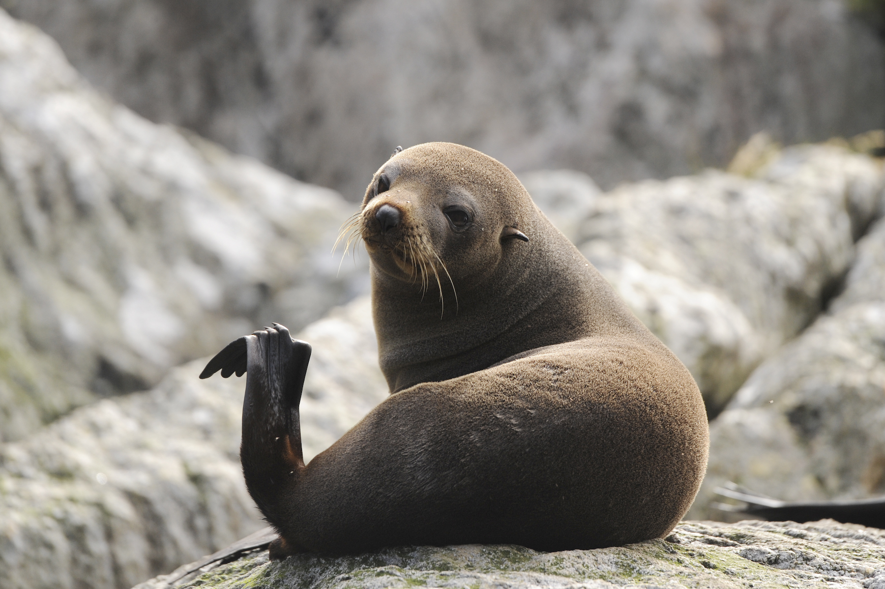 Круиз «Круиз по Новой Зеландии и Австралии»