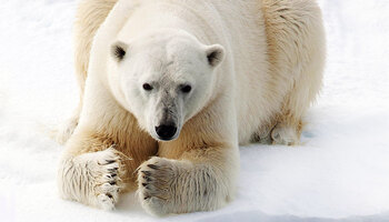 Тур «Путешествие по Шпицбергену, Гренландии и Исландии»