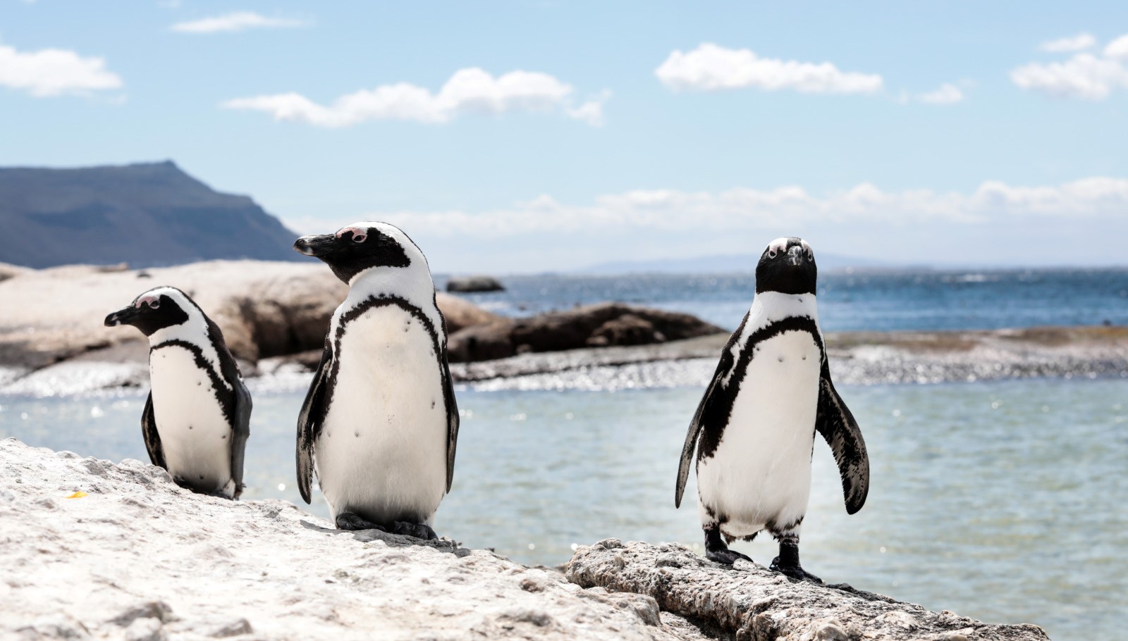 Круиз «ЮАР и восточная Африка»