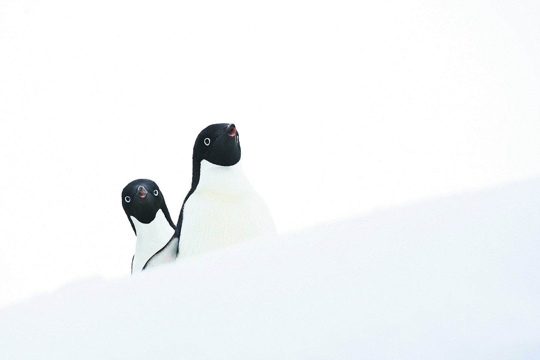 Круиз «Бюджетный круиз в Антарктику»