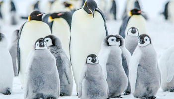 Тур «Императорские пингвины моря Беллинсгаузена»