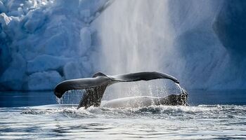 Тур «Бухта Диско и деревни инуитов »