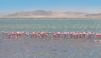 Тур «Побережье Намибии и Южной Африки»