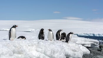 Тур «Антарктический полуостров: Пунта-Аренас - Пуэрто-Уильямс »