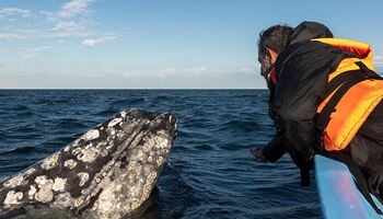 Тур «Нижняя Калифорния и море Кортеса: в поисках китов – с Smithsonian Journeys»