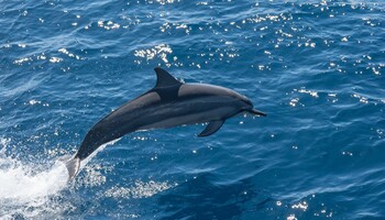 Тур «Морской переход из Майами в Лиссабон»