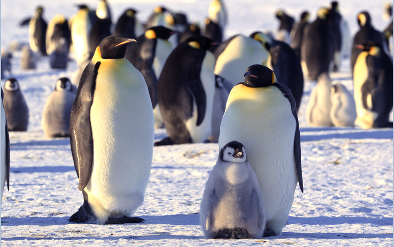 Тур «Посещение колонии императорских пингвинов и полет на Южный полюс»