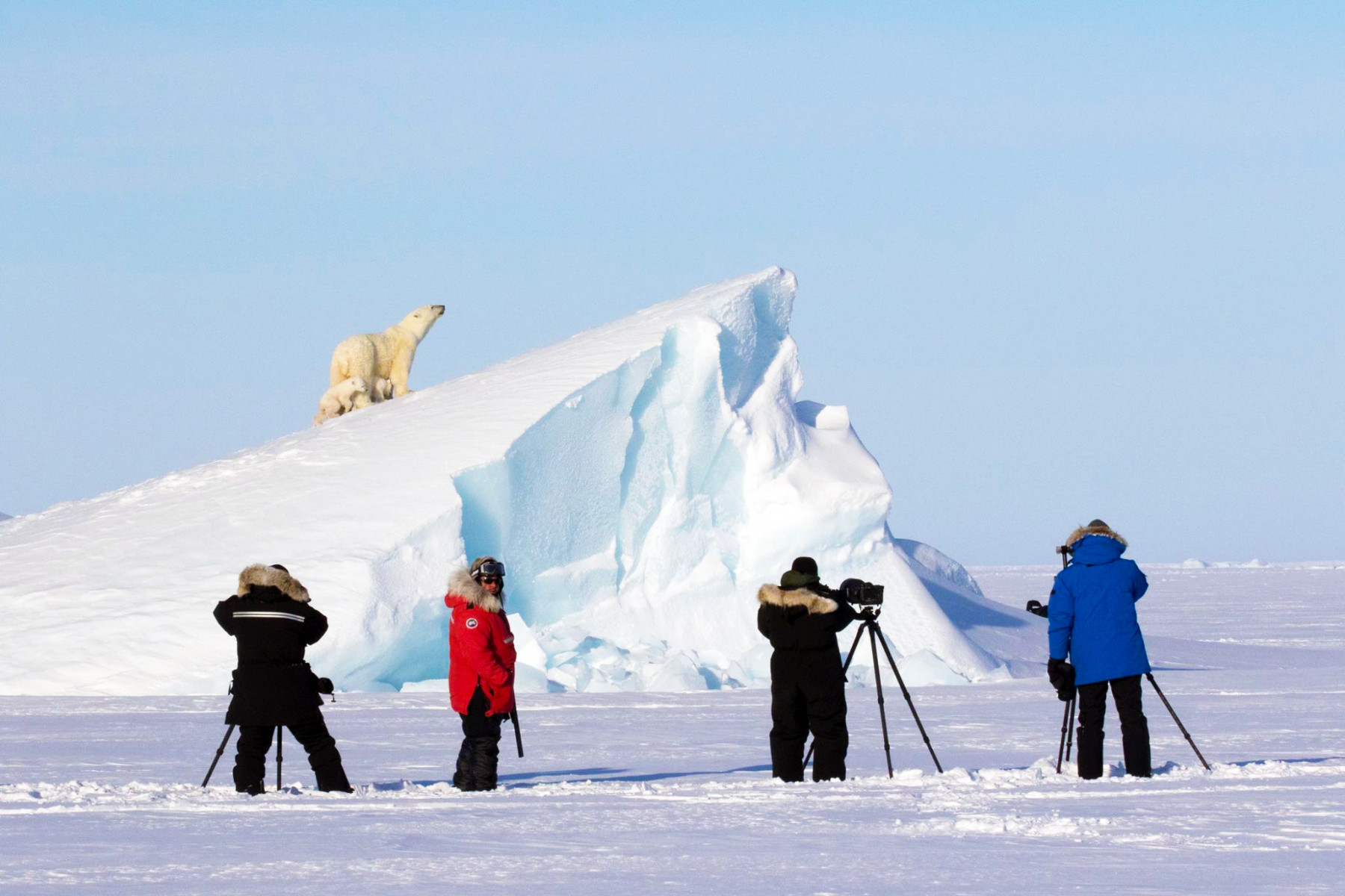 Тур «Фото-сафари к белым медведям и медвежатам»