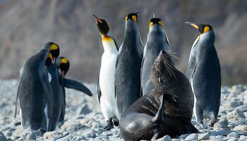 Тур «Антарктика, Южная Георгия и Фолклендские острова»