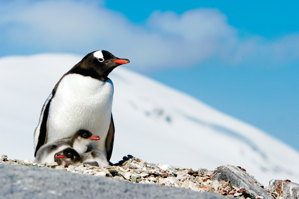 Круиз «Круиз к Антарктическому полуострову»