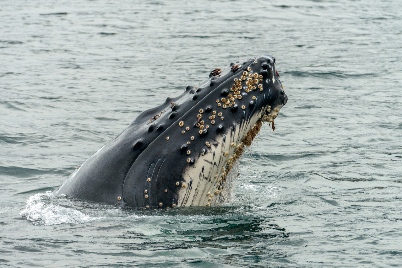 Круиз «Патагония и фьорды Чили»