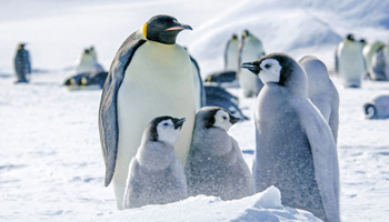 Посещение колонии императорских пингвинов и полет на Южный полюс