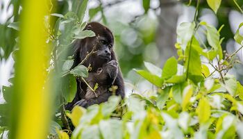 Тур «Тихоокеанское побережье Коста-Рики»