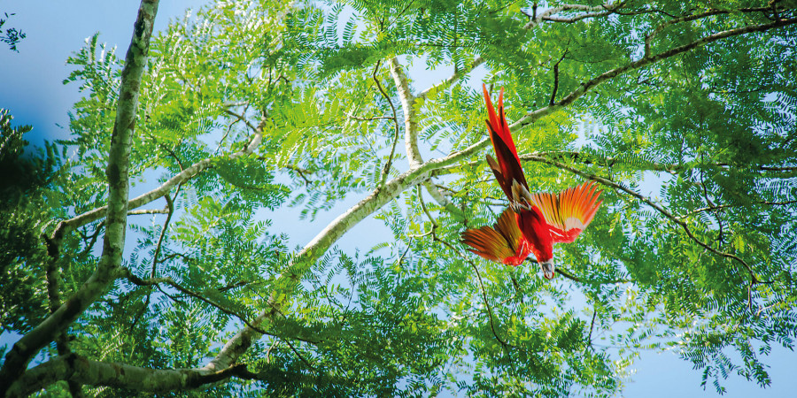 Тур «Панама и Коста-Рика: природные чудеса Центральной Америки с Smithsonian Journeys»