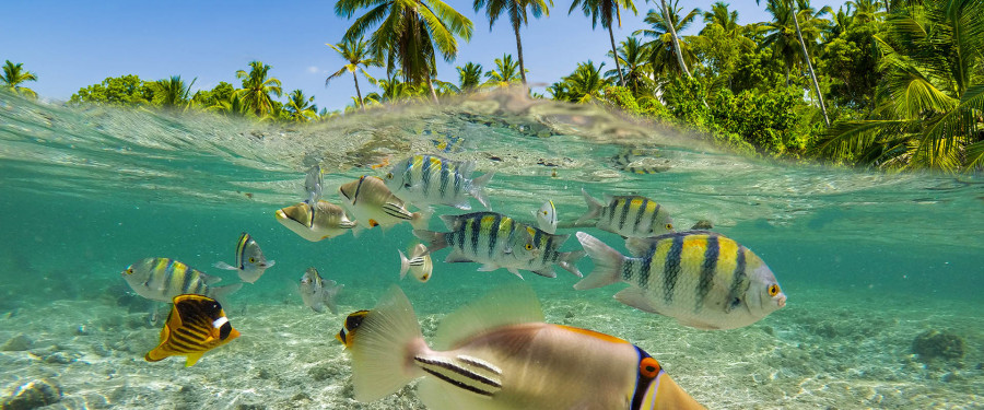 Тур «Лагуны, рифы и культура Фиджи и островов Тихого океана»