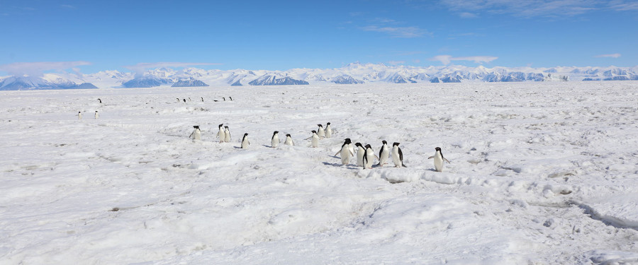 Тур «Антарктида Моусона: восточное побережье  »