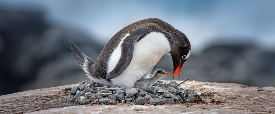 Тур «Атлантическая Одиссея из Африки в Антарктику»
